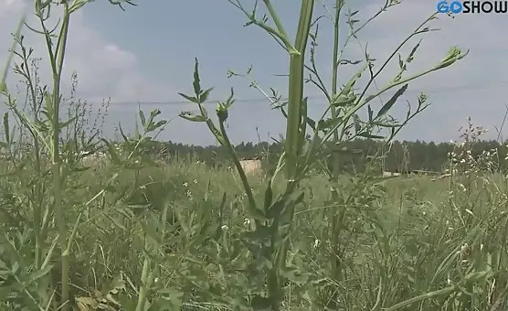 Outdoor Cunnilingus Fantasy